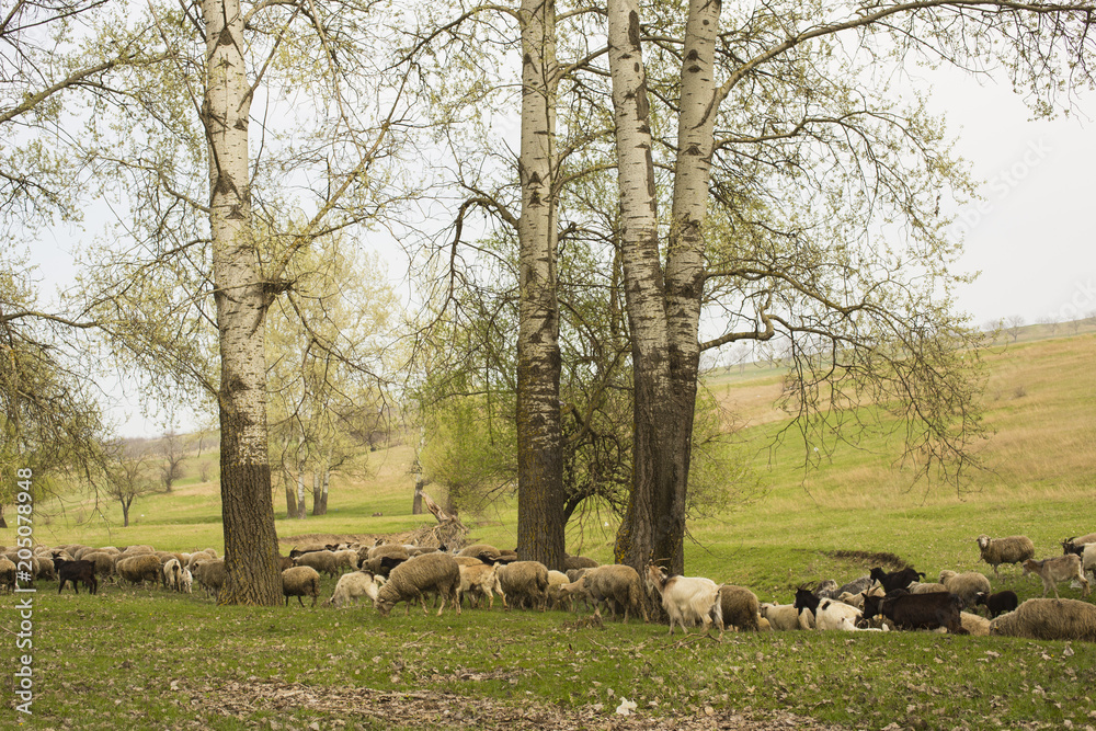 A herd of goats and sheep.  Animals graze in the meadow. Mountain pastures of Europe.