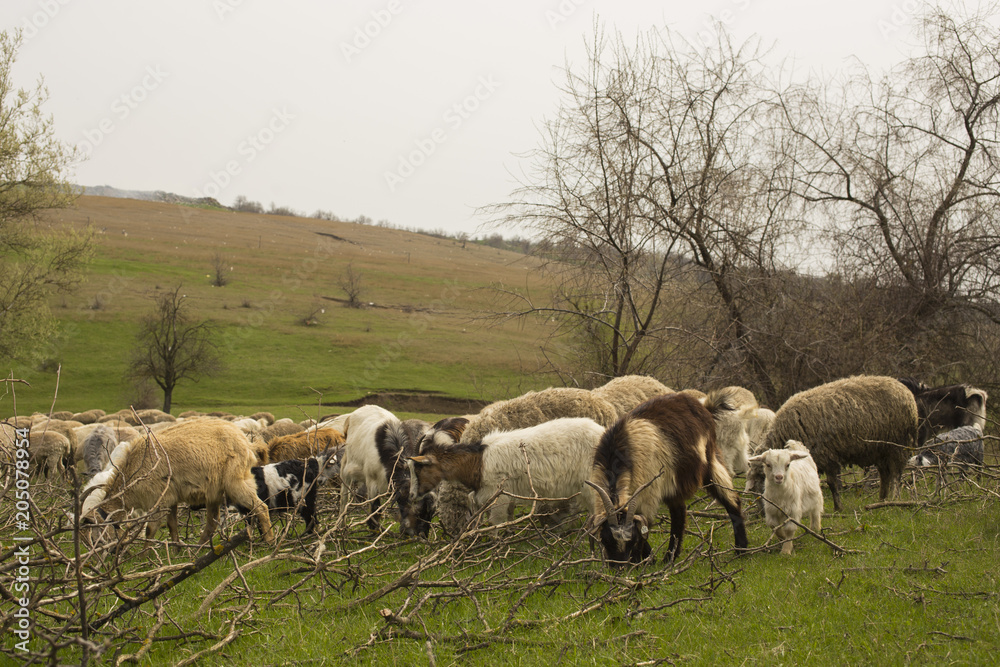 Fototapeta premium A herd of goats and sheep. Animals graze in the meadow. Mountain pastures of Europe.