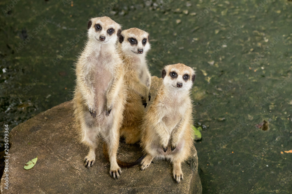Three Meerkat standing up on stone Three Meerkat standing up on stone