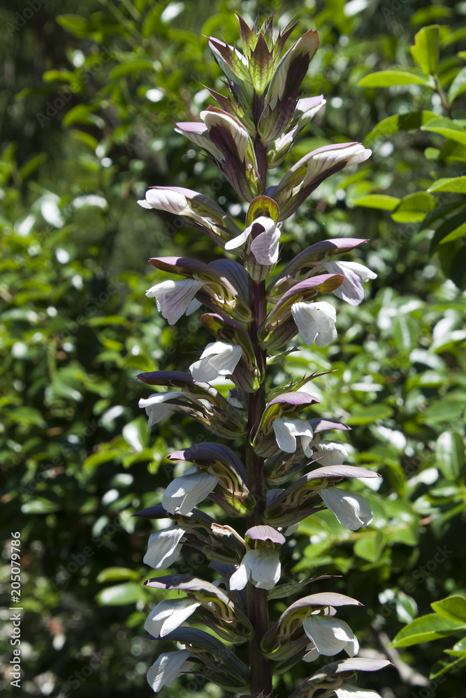 Sydney Australia, Oyster plant flower spike Sydney Australia, Oyster plant flower spike