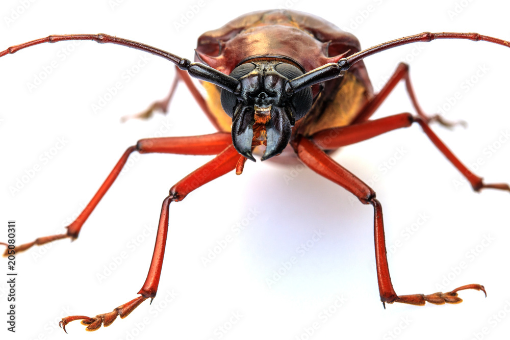 Naklejka premium Stem-boring grub, Gahan, Coleoptera, Cerambycidae, isolated on white background.