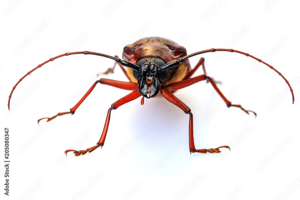 Stem-boring grub, Gahan, Coleoptera, Cerambycidae, isolated on white background. Stem-boring grub, Gahan, Coleoptera, Cerambycidae, isolated on white background.