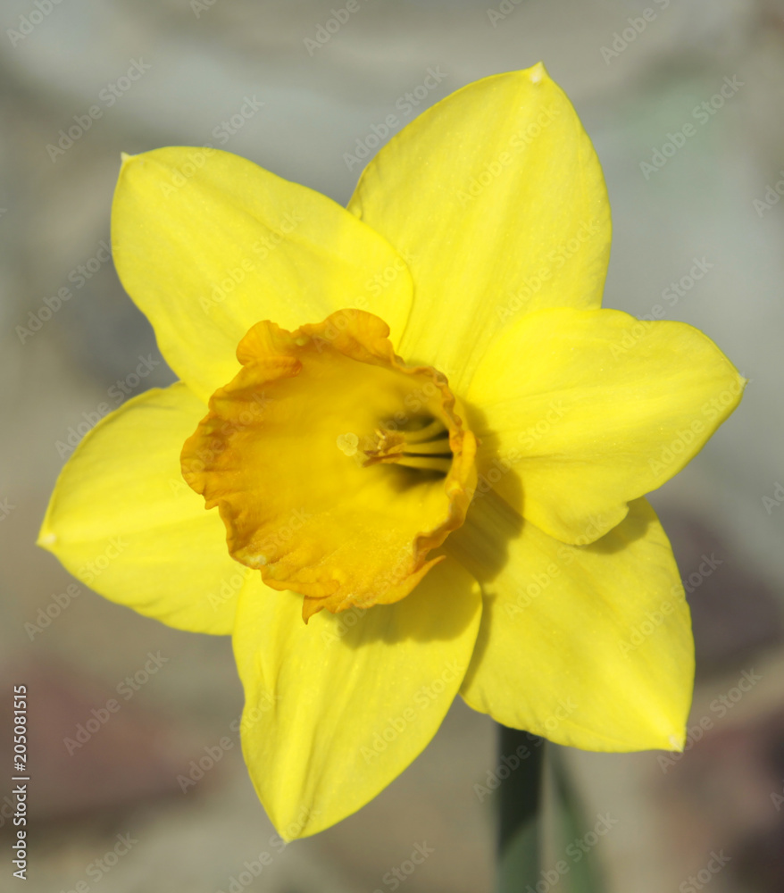 close-up, yellow daffodil