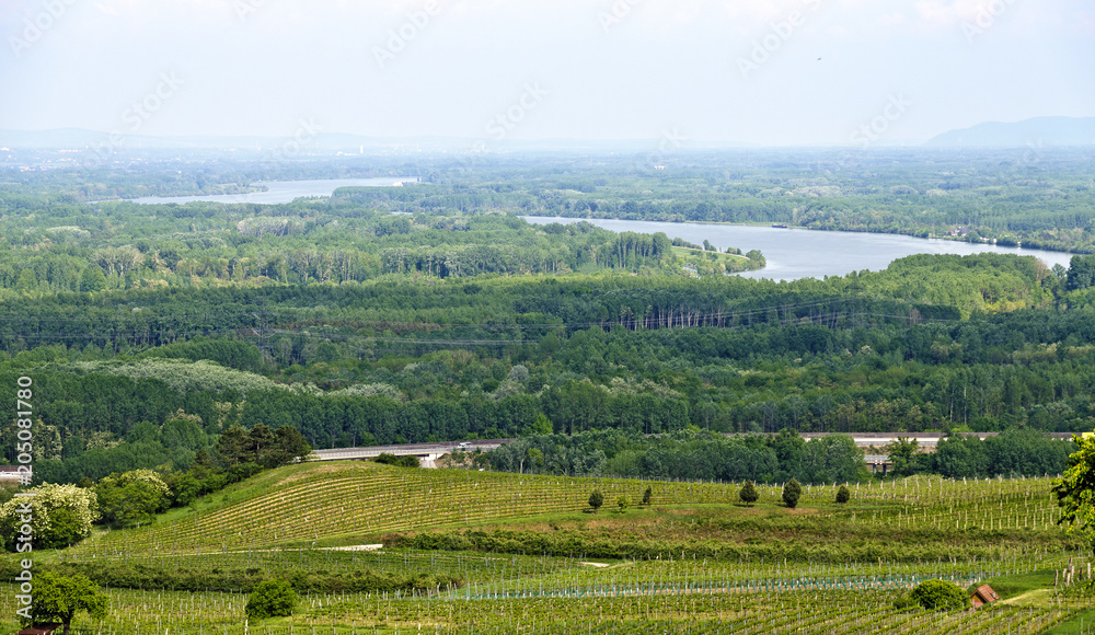 Fototapeta premium riparian forest of the Danube valley