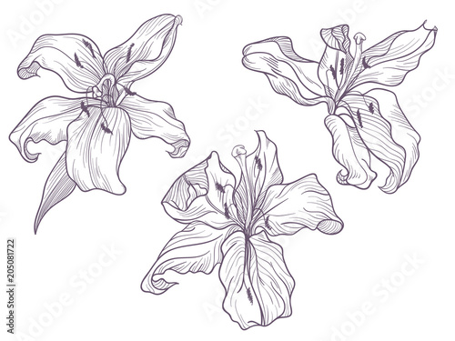 Hand drawn dark lilac lily. Line doodling art.