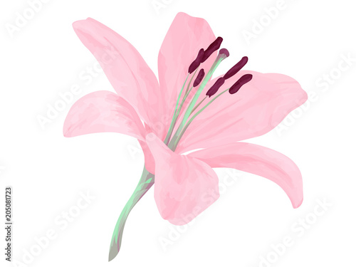 Vector isolated lily flower. Delicated pink delicated petals. Realism. Beauriful combination of colors. Object with transparent. EPS 10..