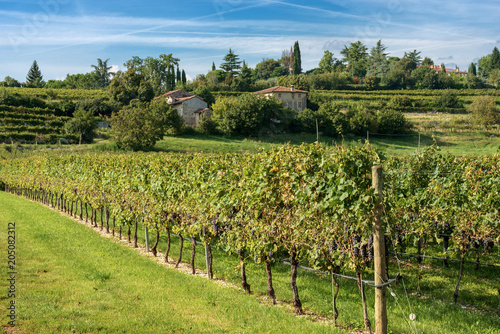 Italian Vineyards - Valpolicella Wine - Verona photo