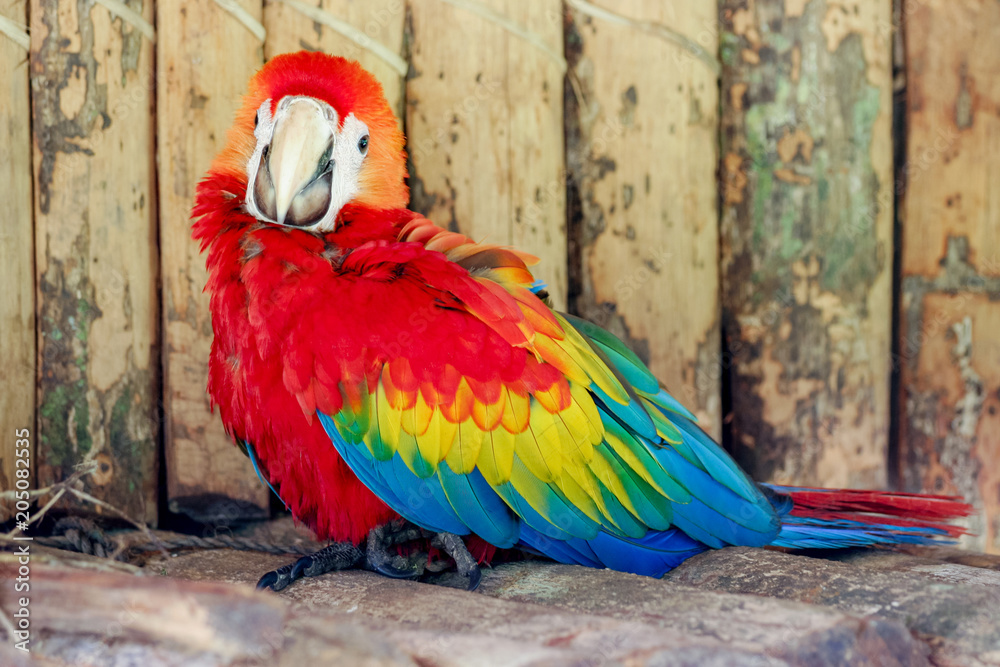 Naklejka premium Scarlet macaws on the white background