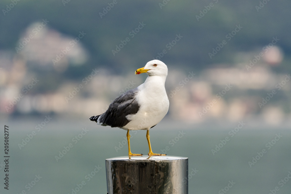 Naklejka premium Silbermöwe