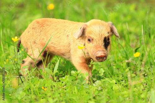 Cute piglet on green meadow © Simun Ascic