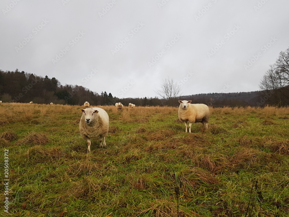 Obraz premium Sheep Family