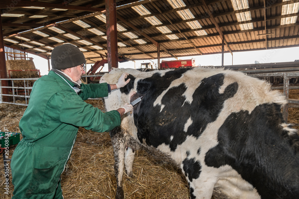 Operation Par Le Veterinaire De La Caillette D Une Vache Laitiere Dans L Etable Stock Photo Adobe Stock