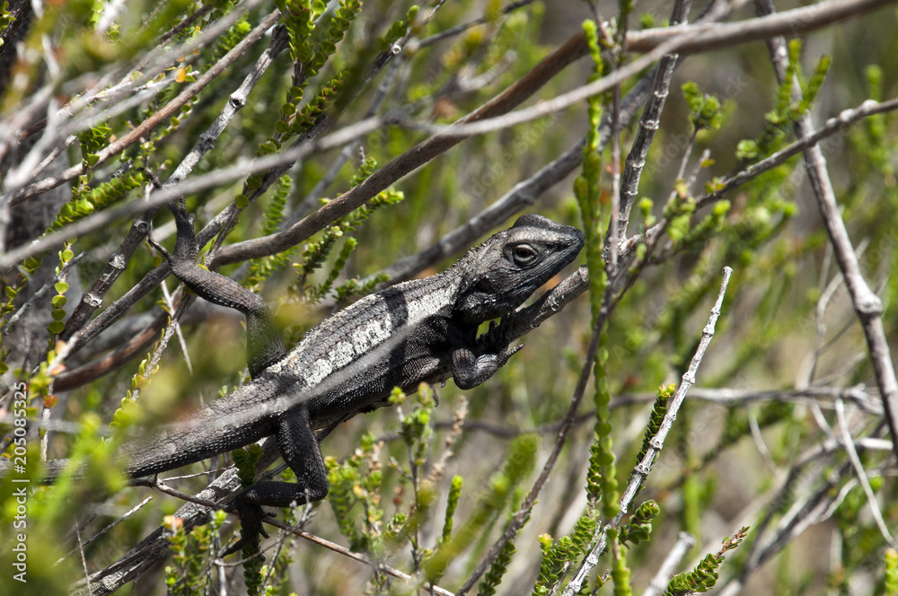 Bundeena Australia, Lizard sunbathing in bush in Royal National Park Bundeena Australia, Lizard sunbathing in bush in Royal National Park