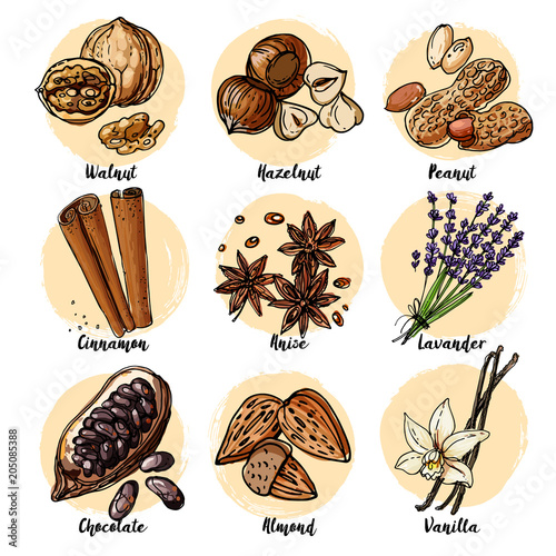 Nuts and spices line drawn on a white background