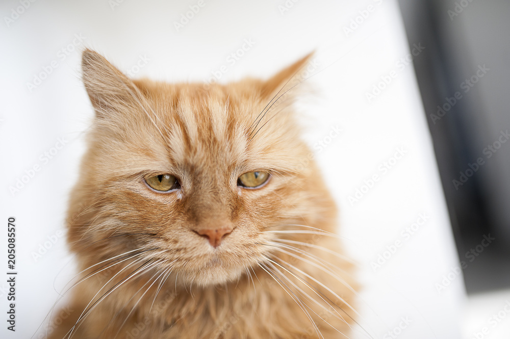 Portrait de chat roux aux poils angora