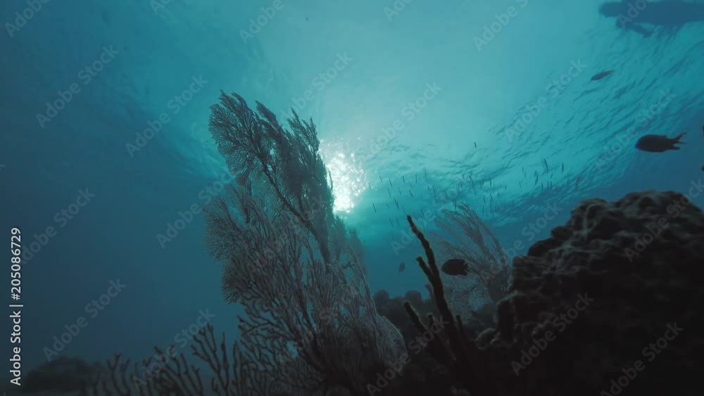 Underwater environment in deep ocean full of sealife Underwater environment in deep ocean full of sealife