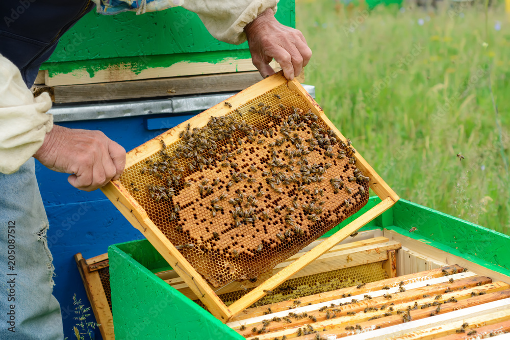 The beekeeper examines bees in honeycombs. In the hands of a honeycomb with honey. The beekeeper examines bees in honeycombs. In the hands of a honeycomb with honey.