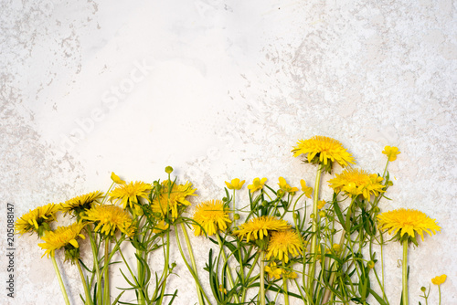 Fototapeta Naklejka Na Ścianę i Meble -  dandelions laying on the beige textured cement background, top view with copy space above for your text.