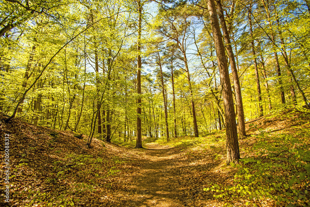 Forest in sunny spring light Forest in sunny spring light