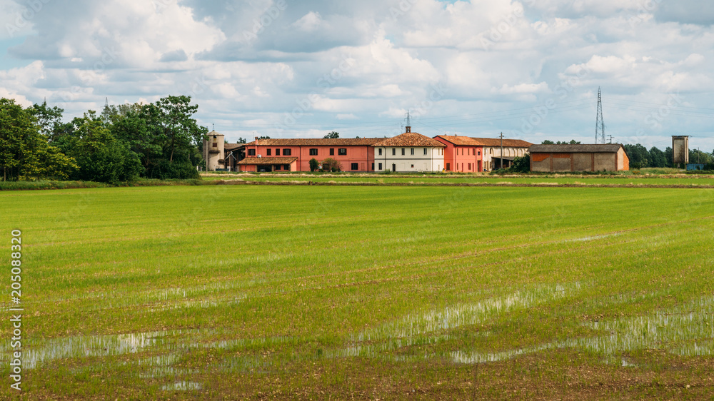 Fototapeta premium Flooded Rice paddy fields in rural Lombardy, Italy