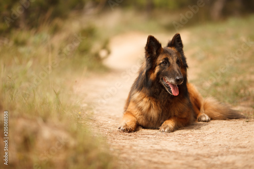 Photography beautiful portrait of the dog of Belgian shepherd Tervuren for a walk