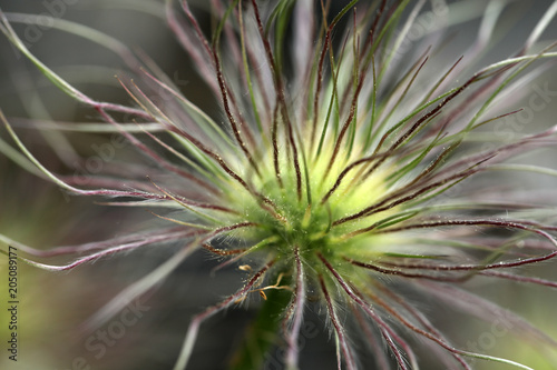 Verblühte Küchenschelle Pulsatilla Vulgaris