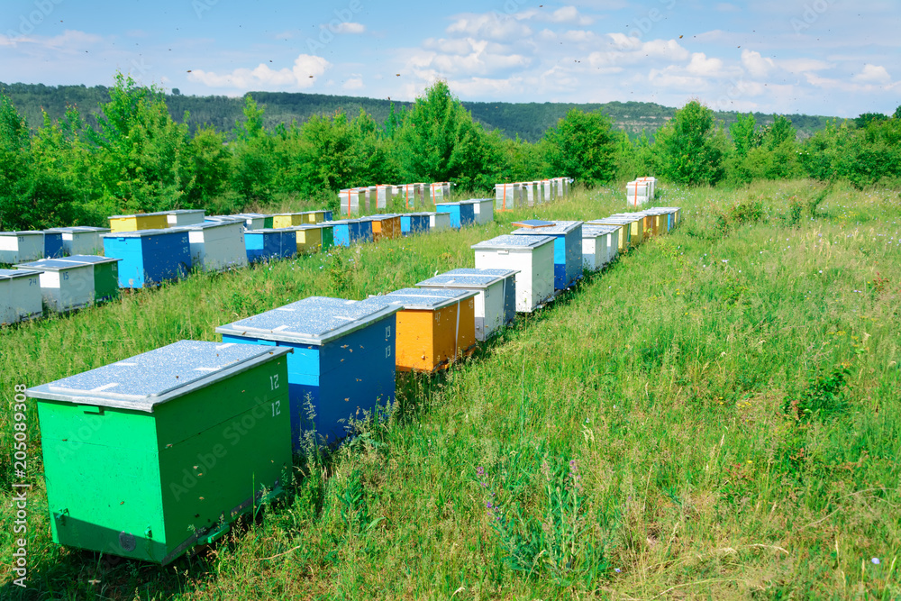 Bee hive boxes. The apiary is located on the edge of the forest. Bee hive boxes. The apiary is located on the edge of the forest.