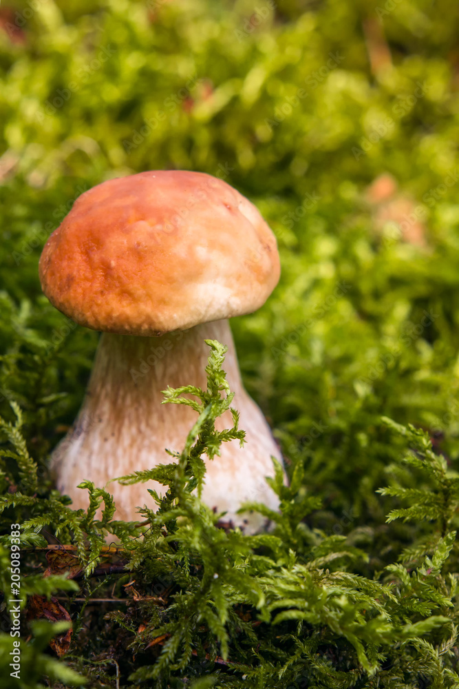 White mushrooms in the woods, on a background of leaves, bright sunlight White mushrooms in the woods, on a background of leaves, bright sunlight