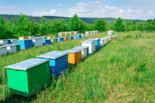 Bee hive boxes. The apiary is located on the edge of the forest.