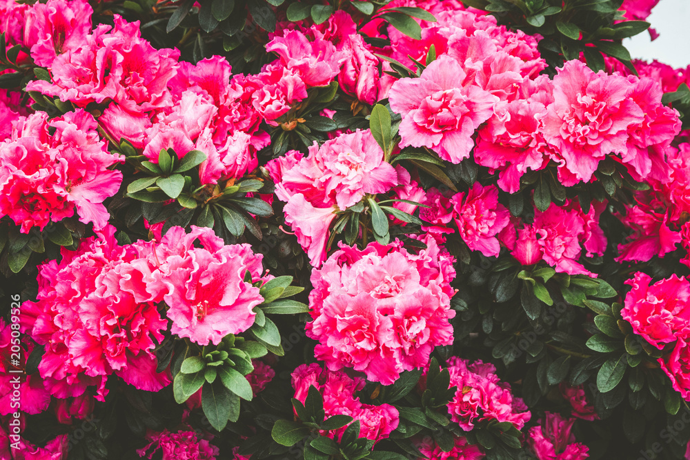 Beautiful carpet of pink blooming flowers. Texture for wallpaper or web banner. Blossoming azalea close up Beautiful carpet of pink blooming flowers. Texture for wallpaper or web banner. Blossoming azalea close up