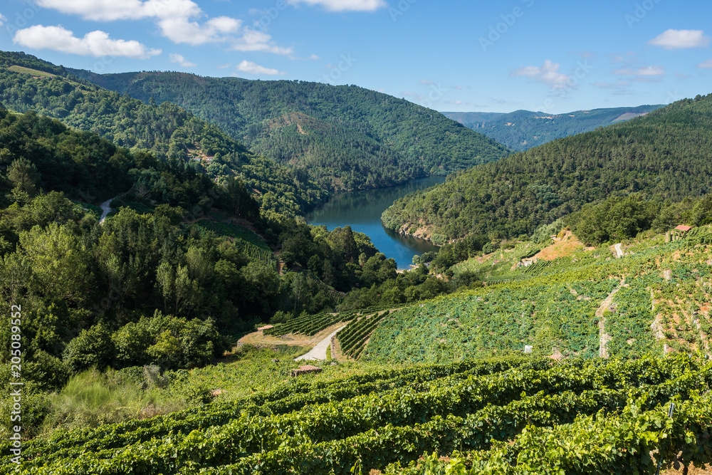 Vineyards along Minho River, Lugo, Spain