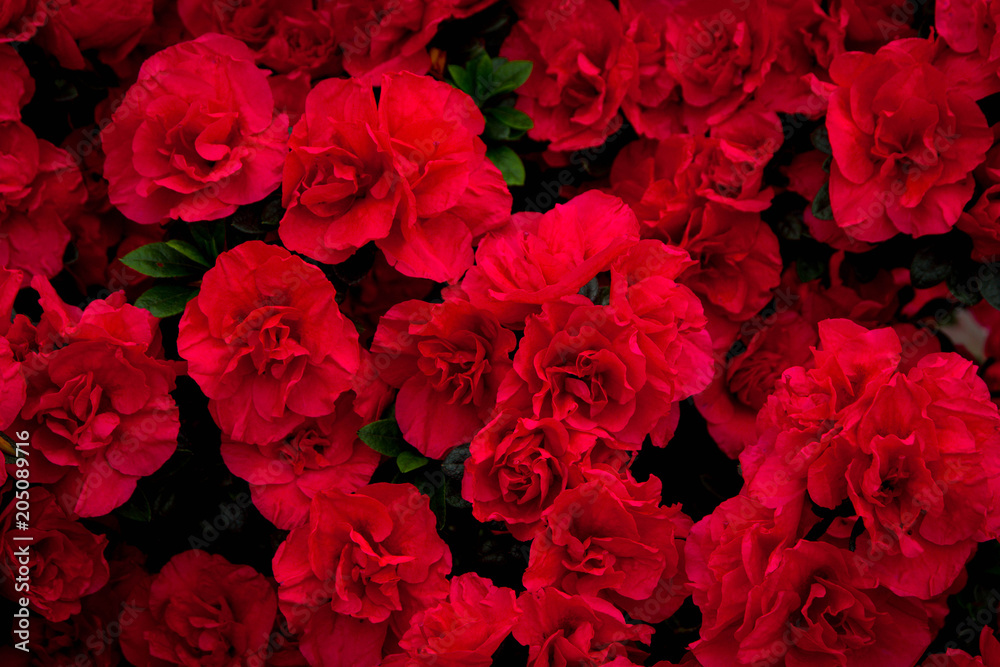 Beautiful carpet of red blooming flowers. Texture for wallpaper or web banner. Blossoming azalea close up Beautiful carpet of red blooming flowers. Texture for wallpaper or web banner. Blossoming azalea close up