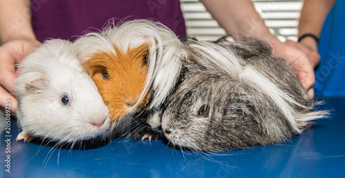 La consultation vétérinaire pour les hamsters, nacs, cochon d'inde,  est très importante pour la santé de cet animal de compagnie. photo