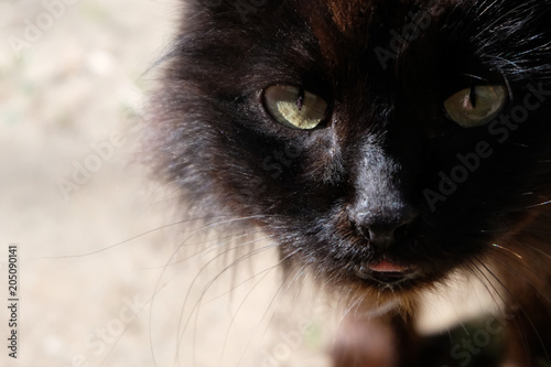 A look of a black fluffy street cat. Portrait of a wild animal.