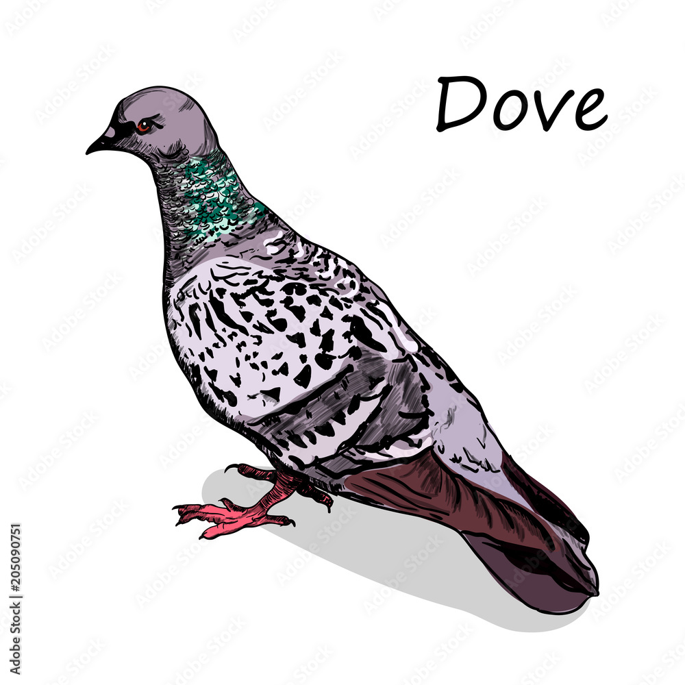Dove Holy Spirit Sketch Vector Images (over 220)