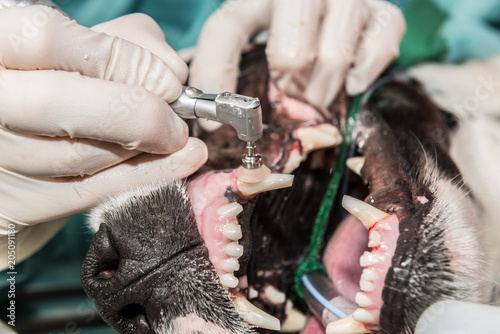 Fototapeta Naklejka Na Ścianę i Meble -  Le vétérinaire chirurgien effectue un détartrage et des soins dentaires sur un chien, un chat. Le détartrage est réalisé sous anesthésie.