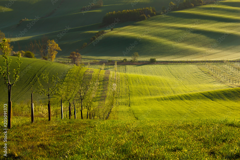 Sunset lines and waves with trees in the spring, South Moravia, Czech Republic