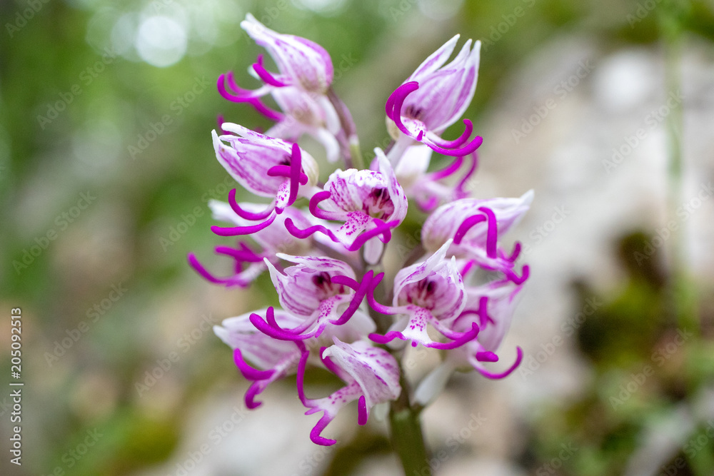 Orchis simia, a wild orchid