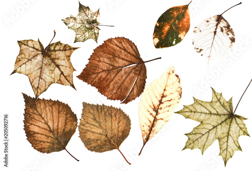 set of many bright multi-colored old dilapidated autumn leaves of different trees on white background