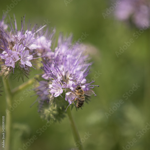 Bienenfreund mit Biene