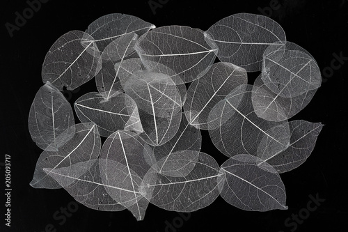 Skeleton Leaves Flower Composition on black background,transparent blue leaves