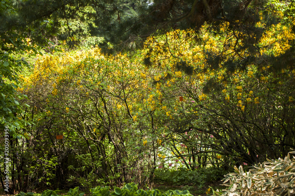Fototapeta premium Aranżacja ogrodu