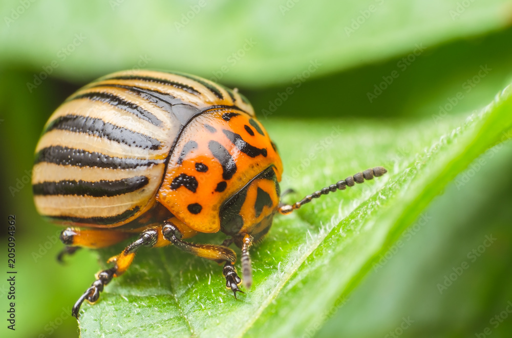 Colorado potato beetle eats potato leaves, close-up Colorado potato beetle eats potato leaves, close-up