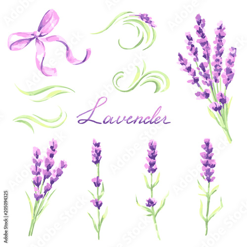 Lavender flowers and bunches set. Watercolor natural illustration of Provence herbs