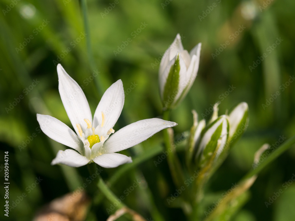 Ornithogalum flowers blooming on a spring meadow Ornithogalum flowers blooming on a spring meadow