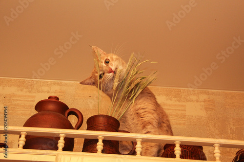 Смешной котёнок ворует колоски из глиняной кружки под потолком