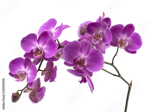 Fototapeta Naklejka Na Ścianę i Meble -  orchid flowers on a white background. 