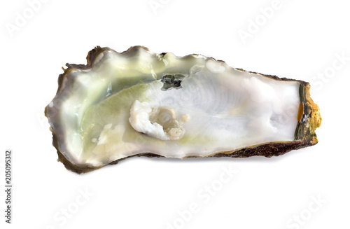 Sea shells, shell isolated on white background with clipping path.