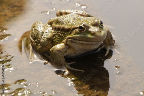 Портрет зелёной жабы