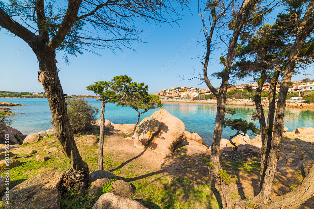 pine trees in Porto Cervo coastline